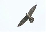 Peregrine Falcon